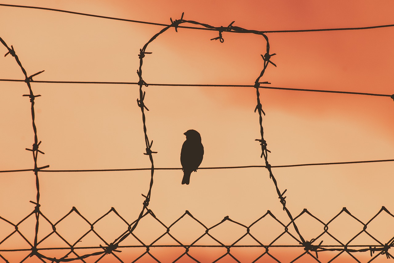 Bird on a wire, image Pixabay